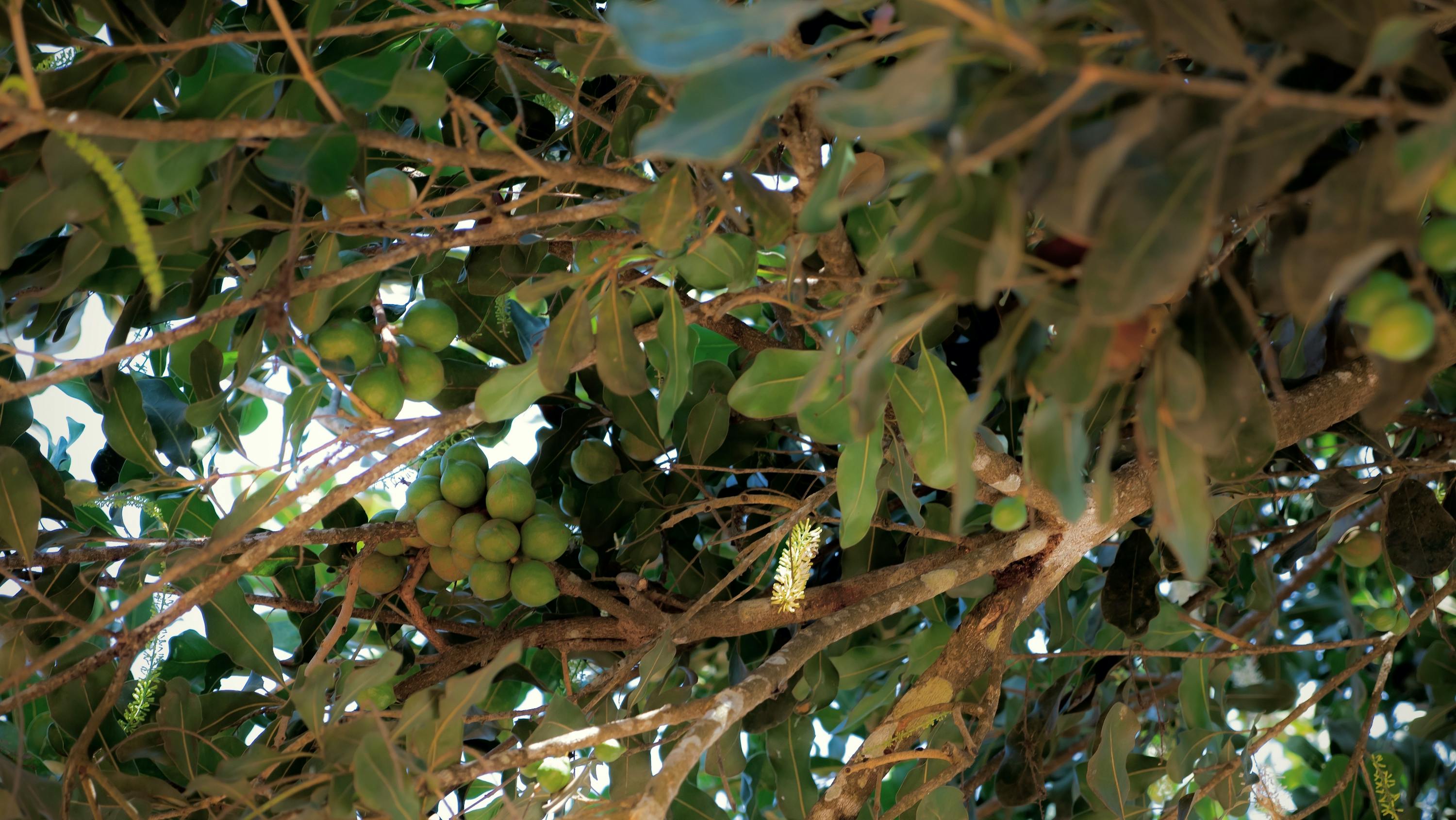 Bis zu 50 kg Macadamia pro Baum Bis zu 50 kg Macadamia pro Baum