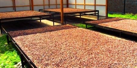 Ein Sonnenbad für die Kakaoböhnchen Ein Sonnenbad für die Kakaoböhnchen