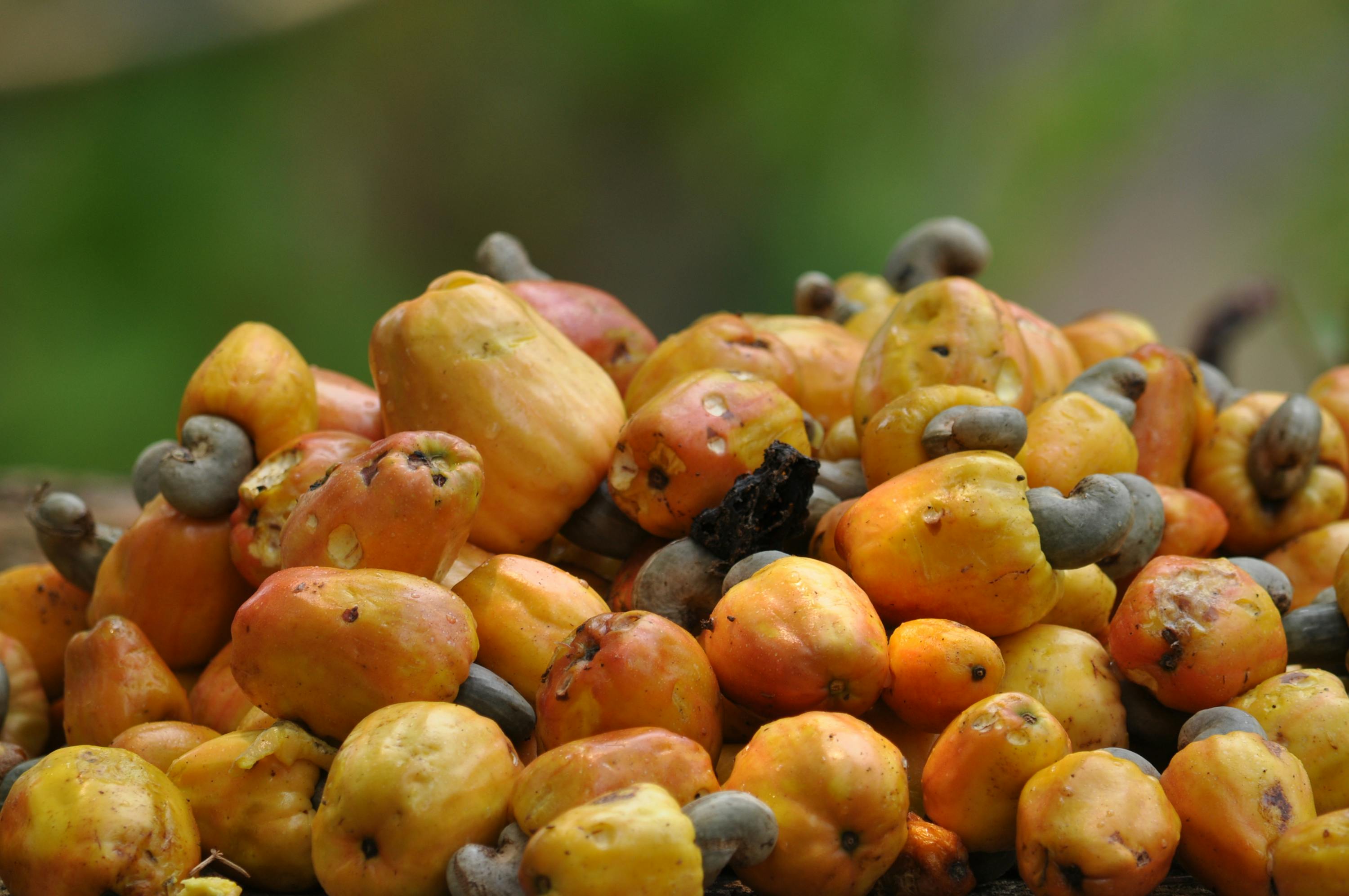 Zur Ernte färbt sich der Cashewapfel gelb oder rot Zur Ernte färbt sich der Cashewapfel gelb oder rot