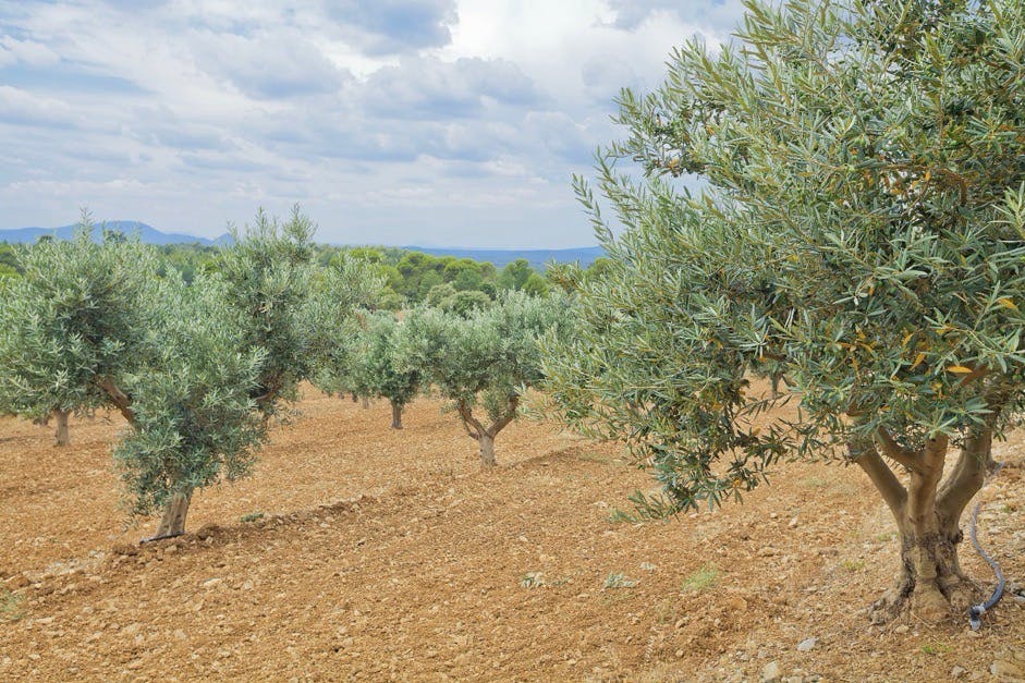 Anbau im Mittelmeerraum Anbau im Mittelmeerraum