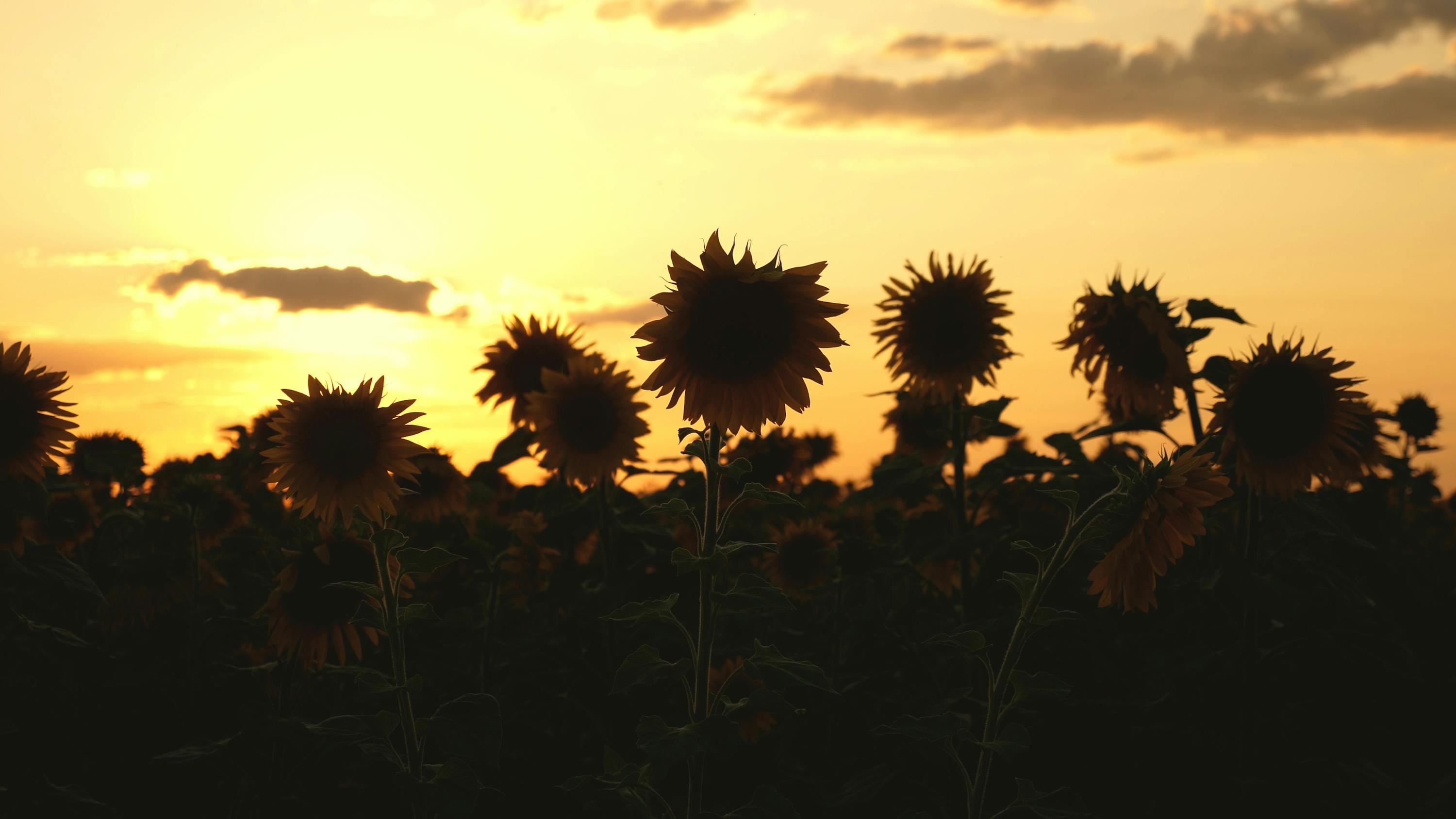 Aussaat erst bei warmen Temperaturen Aussaat erst bei warmen Temperaturen