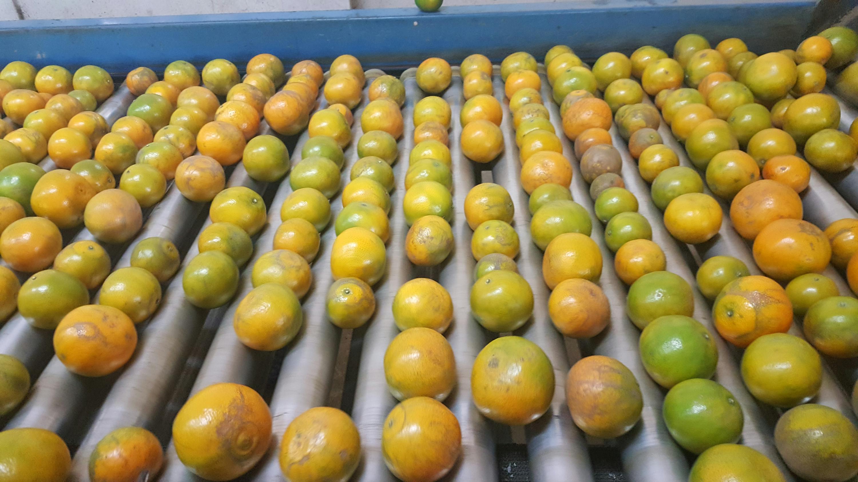 So wird der Ingwer-Shot mit Mandarine hergestellt So wird der Ingwer-Shot mit Mandarine hergestellt