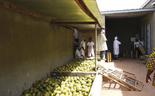 Eine Mango kann man nicht hetzen Eine Mango kann man nicht hetzen
